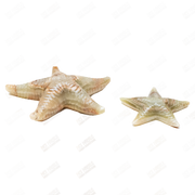 Hand Carved Green Onyx Marble Starfish